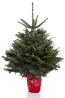 Kerstboom Abies Nordmann in pot 100-125cm - thumbnail