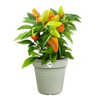 Elho Green Basics kweekpot 17cm steengroen - thumbnail