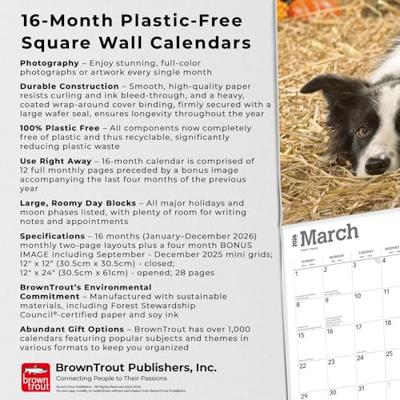 Border Collie Kalender 2026