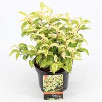 Druifheide (Leucothoe fontanesiana “Makijaz” PBR) heester - 20-25 cm - 6 stuks - thumbnail