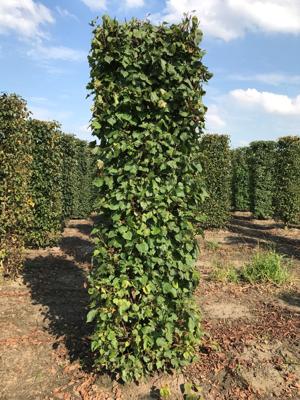 Kant & klaar haag Tilia cordata blokhaag H250 x B80 x L80 cm Winterlinde Quickhedge - Quickhedge