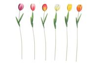 Countryfield Tuinsteker Tulipa H60cm - thumbnail