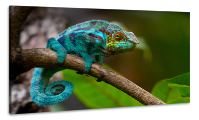 Schilderij -Kameleon, dieren, 100x60cm, Premium print