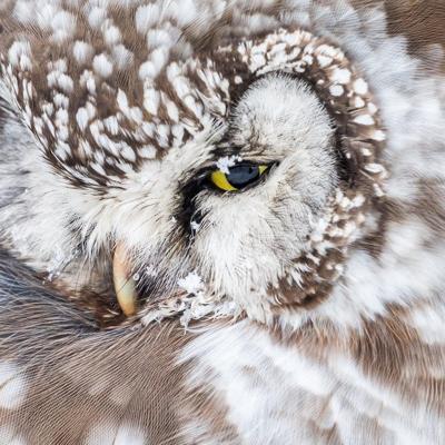 Schilderij - Sneeuw uil, wit/bruin/geel , 3 maten , Wanddecoratie