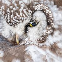 Schilderij - Sneeuw uil, wit/bruin/geel , 3 maten , Wanddecoratie - thumbnail