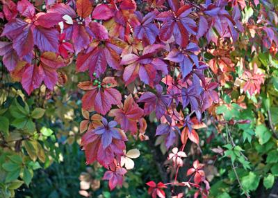 Wilde wingerd Wilde wingerd