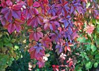 Wilde wingerd - thumbnail