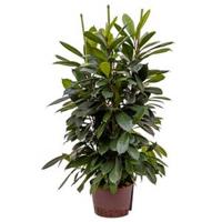 Ficus cyathistipula 6pp S hydrocultuur plant - thumbnail