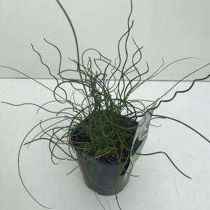 Krulpitrus (Juncus effusus "Spiralis") siergras - In 2 liter pot - 1 stuks