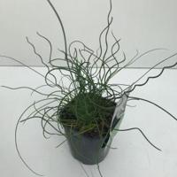 Krulpitrus (Juncus effusus "Spiralis") siergras - In 2 liter pot - 1 stuks - thumbnail