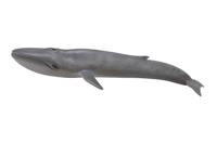 Collecta Zeedieren Blauwe vinvis 28 cm - thumbnail