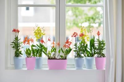 Elho brussels orchidee high 12,5 violet