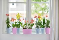 Elho brussels orchidee high 12,5 violet - thumbnail