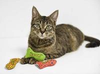 YEOWWW STINKIES CATNIP SARDIENTJE GESTIPT 7,5 CM - thumbnail