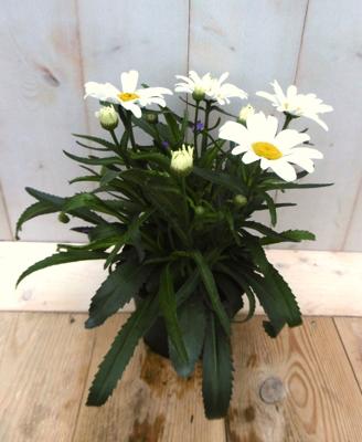 Margriet Leucanthemum vulgare wit Warentuin Natuurlijk - Warentuin natuurlijk