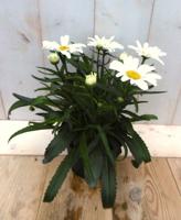 Margriet Leucanthemum vulgare wit Warentuin Natuurlijk - Warentuin natuurlijk - thumbnail