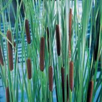 Lisdodde (Typha laxmannii) moerasplant (6-stuks) - thumbnail