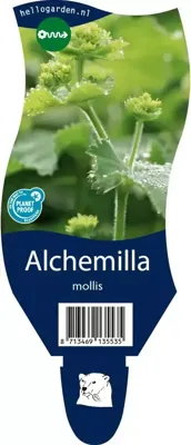 Alchemilla mollis vaste plant Griffioen - Griffioen Alchemilla mollis vaste plant Griffioen - Griffioen