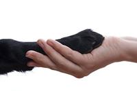 Wahl 2999-7010 Huisdieren Nagelknipper en vijl - thumbnail