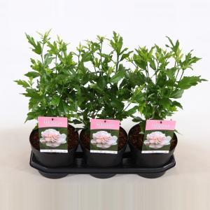 Hibiscus syriacus Lady Stanley - 3 stuks