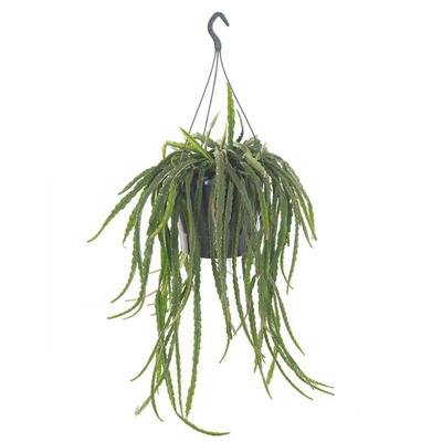 Lepismium Cruciforme (Rhipsalis) - P 25 cm