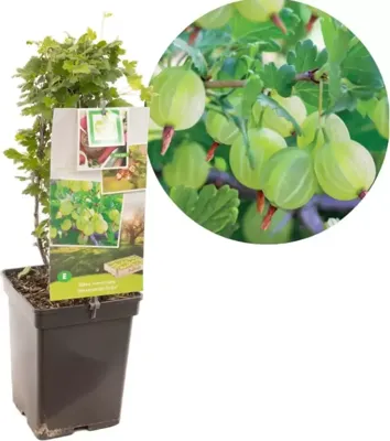 Bessenstruik Ribes Hinnonmäki Grön - Groene kruisbes 18cm