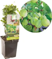 Bessenstruik Ribes Hinnonmäki Grön - Groene kruisbes 18cm - thumbnail