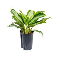 Aglaonema silver moon hydrocultuur plant - thumbnail