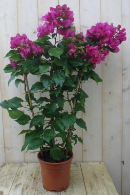 Bougainvillea roze 70 - 100 cm kuipplant Warentuin Natuurlijk - Warentuin natuurlijk