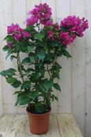 Bougainvillea roze 70 - 100 cm kuipplant Warentuin Natuurlijk - Warentuin natuurlijk - thumbnail