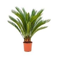 Cycas Palm revoluta stam XS kamerplant - thumbnail