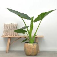 Alocasia Macrorrhiza - Olifantsoor - P34 - thumbnail