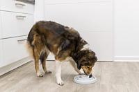 Voerbak voor honden Trixie Slow Feeding Grijs Ø 23 cm 450 ml - thumbnail