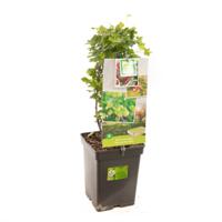 Groene kruisbes (ribes uva crispa "Hinnonmäki Grön") fruitplanten - In 5 liter pot - 1 stuks - thumbnail