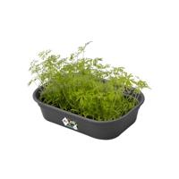 Elho green basics kweektray small living black - thumbnail