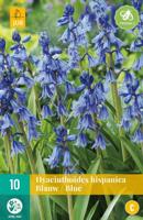 Bloembollen Hyacinthoides Hispanica Blauw 10st - thumbnail