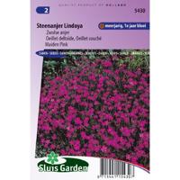 Dianthus Deltoides Erectus zaden Lindoya Anjer - thumbnail