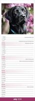 Black Labrador Retriever Slim Calendar 2026 Dog Breed Slimline Calendar - 12 Month - thumbnail