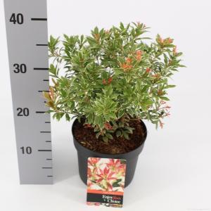 Rotsheide (Pieris Japonica “Little Heath”) heester - 20-25 cm (C2) - 6 stuks