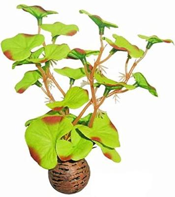 Easy plants small 13cm nr.1 zijde
