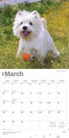 West Highland White Terrier Kalender 2026 - thumbnail