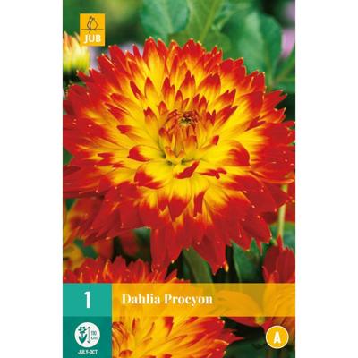Dahlia Procyon Bloembol JUB 1 bol - Jub