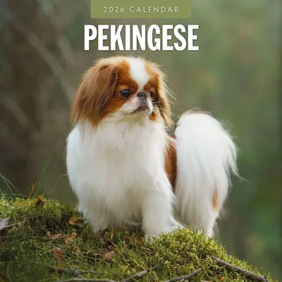Pekingees Kalender 2026