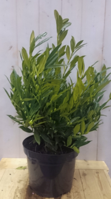 Prunus Otto 80 cm Lyken Laurierkers Warentuin Natuurlijk - Warentuin natuurlijk