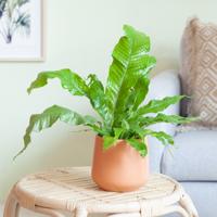 Microsorum Crocodyllus - P12 - thumbnail