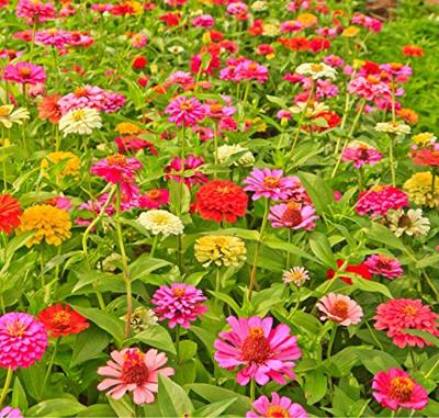Zinnia Elegans zaden Giants of California mix