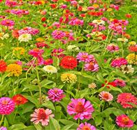 Eenjarige Zinnia bloemzaden – Zinnia Giants of California Mix - thumbnail