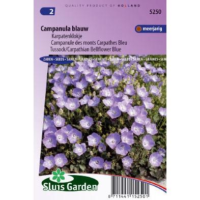 Karpatenklokje bloemzaden - Campanula blauw Karpatenklokje bloemzaden - Campanula blauw