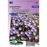 Karpatenklokje bloemzaden - Campanula blauw - thumbnail