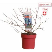 Bosbes (vaccinium corymbosum "Blue Dessert"® LUBERA) fruitplanten - 8 stuks - thumbnail